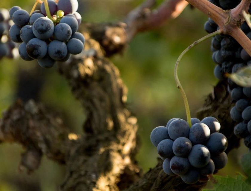 Etna Docg 2026, sprint finale 60 giorni e 100 firme per ok Masaf