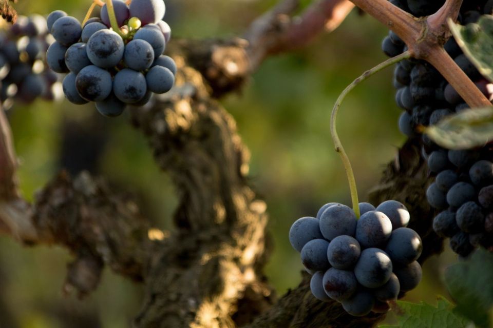 Etna Docg 2026, sprint finale 60 giorni e 100 firme per ok Masaf