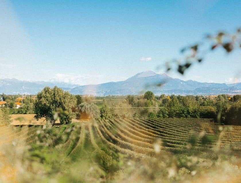 Lugana: vendemmia 2025 di alta qualità e sostenibilità in crescita