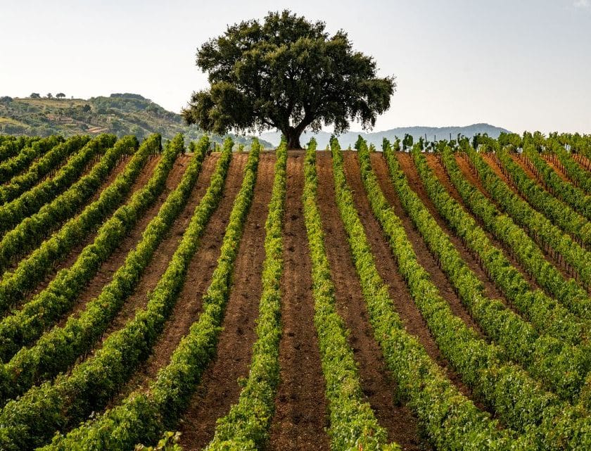 Nero d’Avola l’autunno siciliano fra tradizione, identità e rinascita