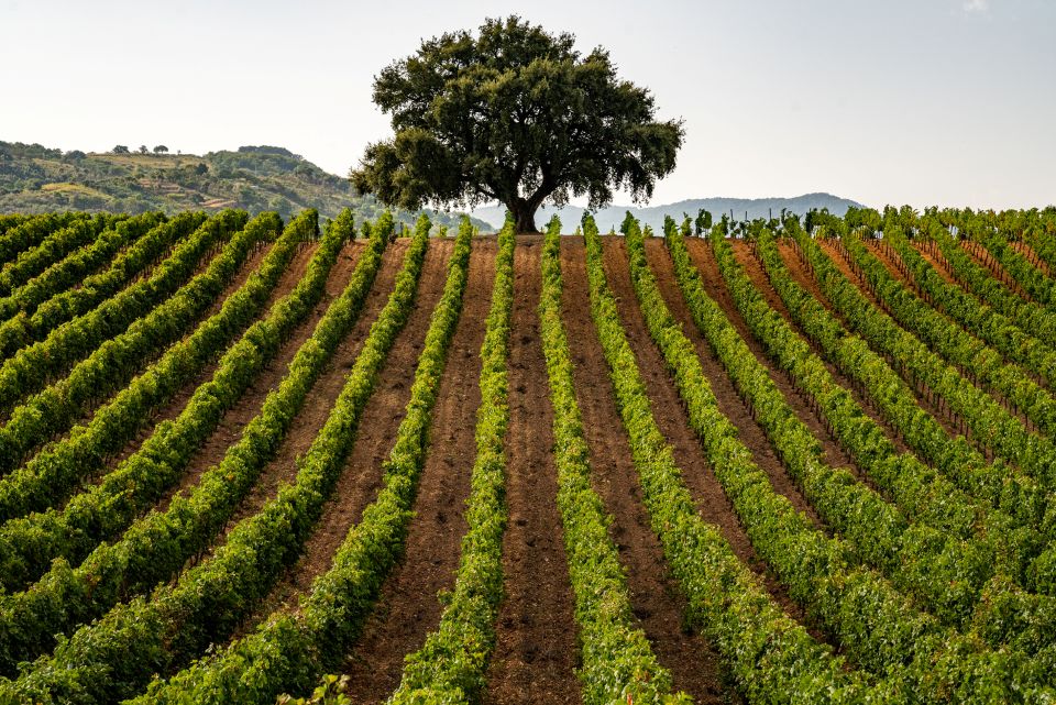 Nero d’Avola l’autunno siciliano fra tradizione, identità e rinascita