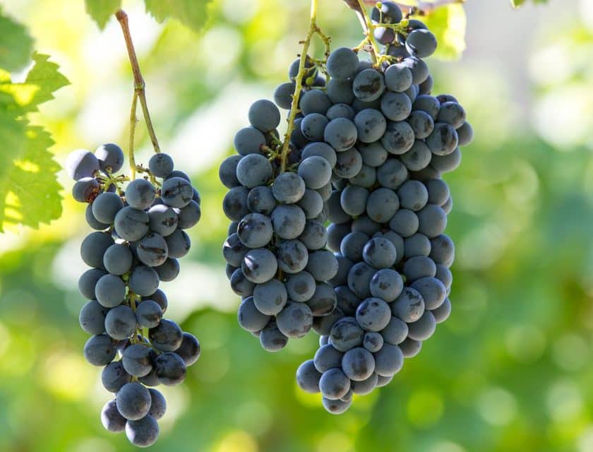 Schioppettino di Prepotto, ennesimo «rilancio» sarà la volta buona associazione produttori nuovo presidente Riccardo Caliari