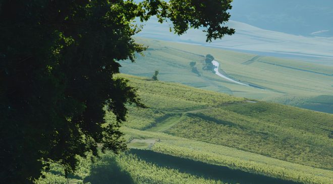 Telmont, la maison di Champagne che ha preso il green per una cosa (davvero) seria. 100% biologico entro 2031 e lancio Réserve de la Terre Rosé leonardo di caprio
