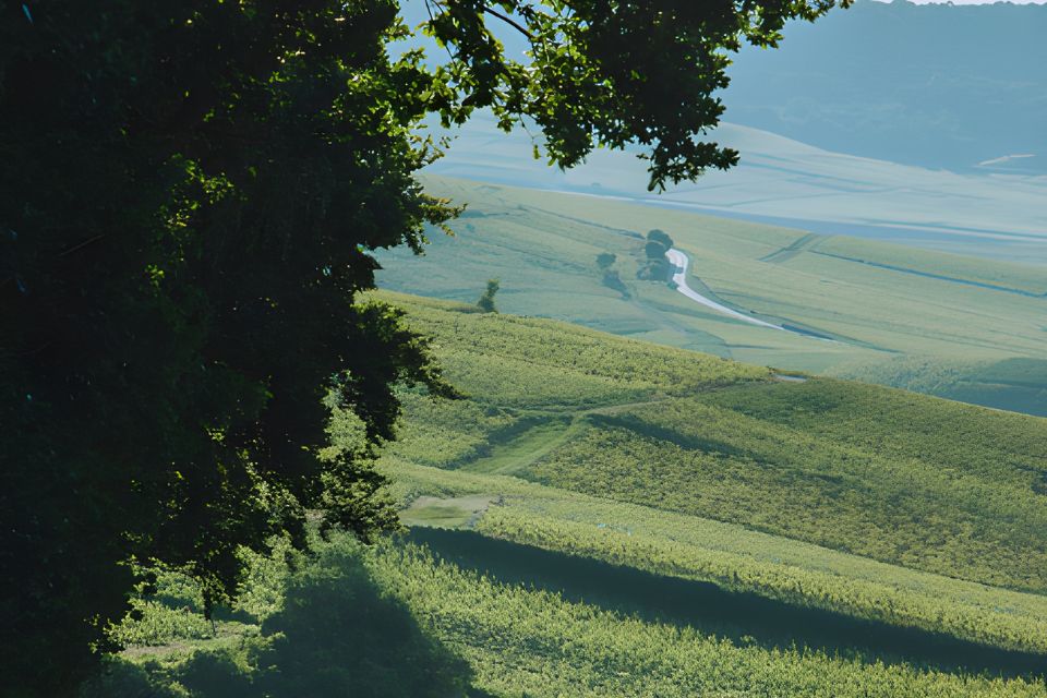 Telmont, la maison di Champagne che ha preso il green per una cosa (davvero) seria. 100% biologico entro 2031 e lancio Réserve de la Terre Rosé leonardo di caprio