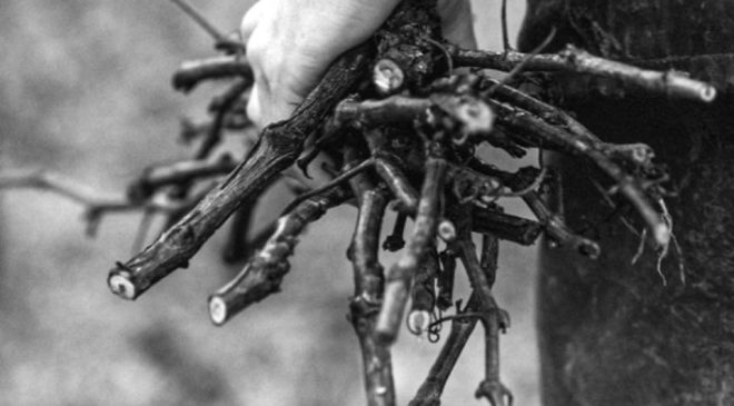 Telmont, la maison di Champagne che ha preso il green per una cosa (davvero) seria. 100% biologico entro 2031 e lancio Réserve de la Terre Rosé leonardo di caprio