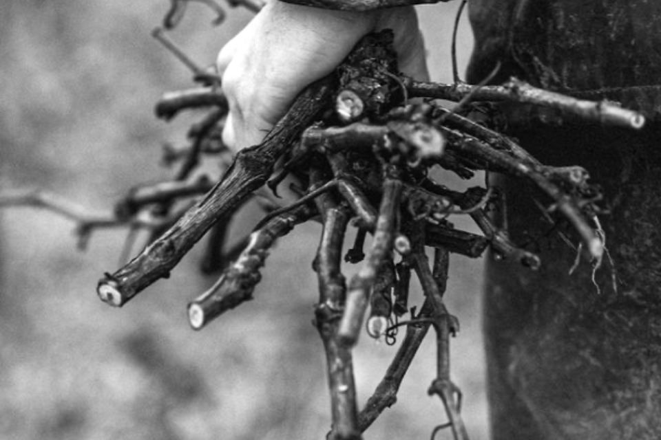 Telmont, la maison di Champagne che ha preso il green per una cosa (davvero) seria. 100% biologico entro 2031 e lancio Réserve de la Terre Rosé leonardo di caprio