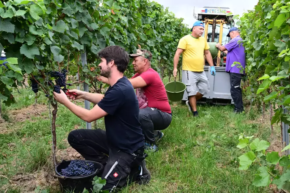 Annata 2025 in Germania Pinot in grande spolvero ma rese altalenanti nelle 13 regioni vitivinicole (1) Annata 2025 in Germania Pinot in grande spolvero ma rese altalenanti nelle 13 regioni vitivinicole (1)