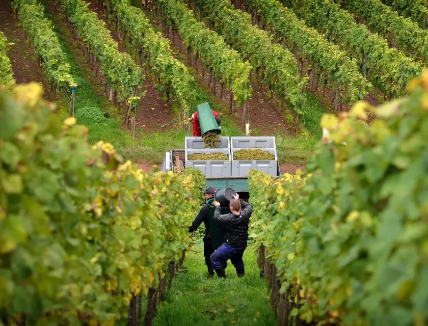 Annata 2025 in Germania: Pinot in grande spolvero ma rese altalenanti nelle 13 regioni vitivinicole