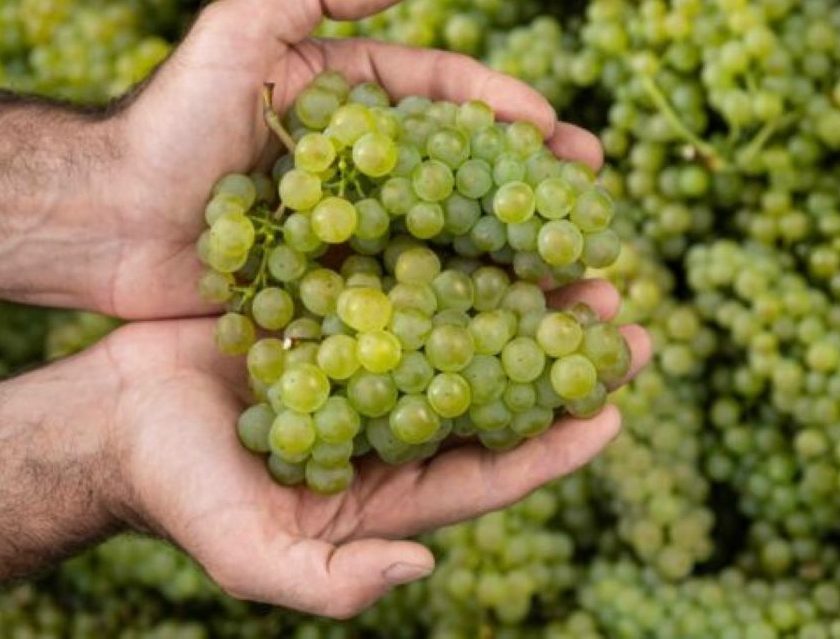 Assoenologi analizza il futuro del vino tra Low e No-Alcool