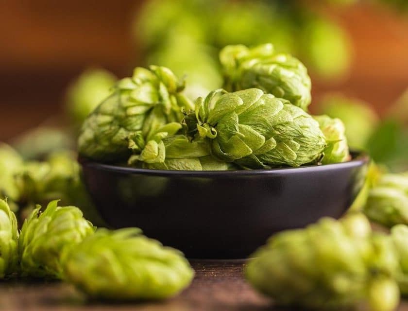 Birre con luppolo appena raccolto: i vincitori di Harvest Beers 2025