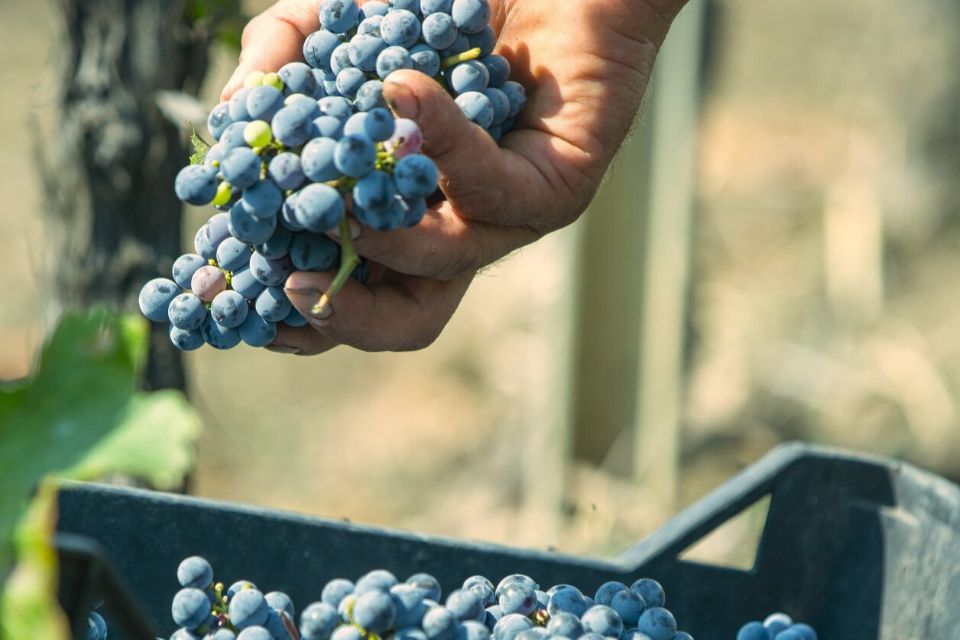 Colomba Bianca cresce del 30% nelle produzioni imbottigliate nel 2025