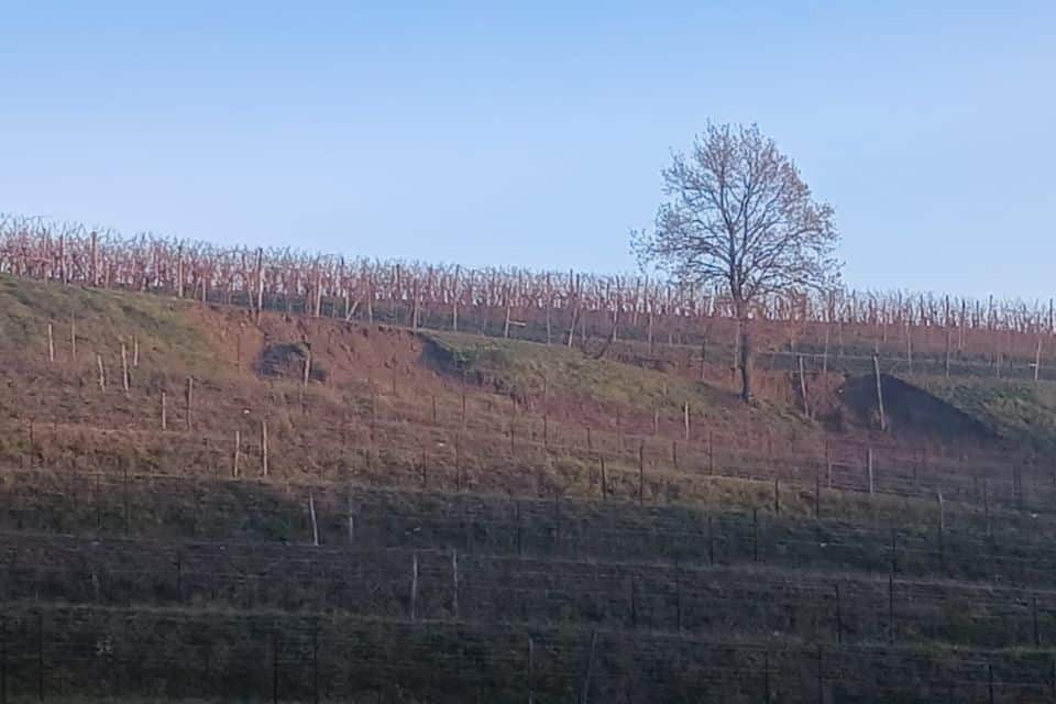 Conto corrente per le cantine del Collio dopo la calamità (fotogallery)