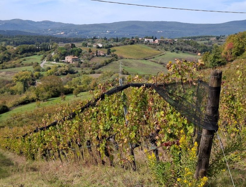Il Chianti cambia strategia: via la "Gran Selezione", arriva il Rosé DOCG
