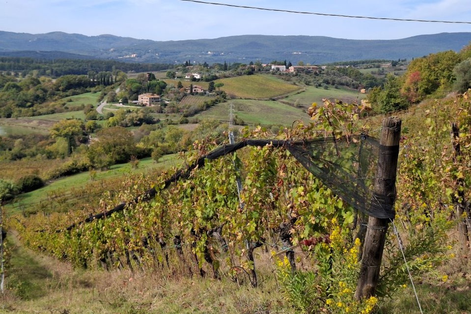Il Chianti cambia strategia: via la "Gran Selezione", arriva il Rosé DOCG