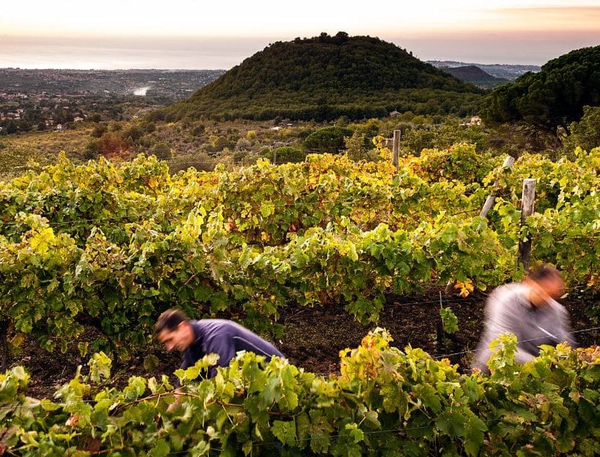 Assovini: «Vendemmia 2025 Sicilia di grande qualità e identità territoriale»