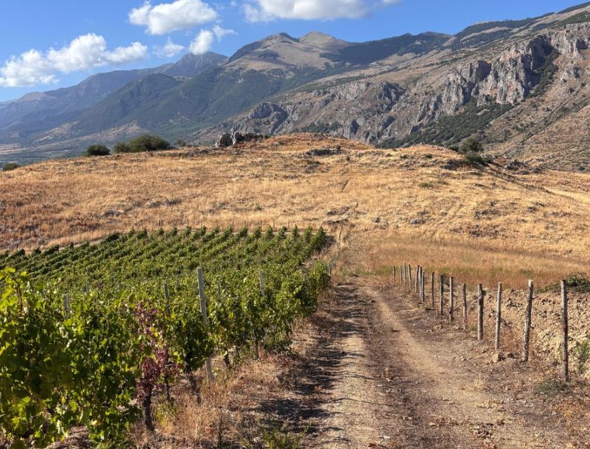 Calabria wild wine scoperti nove vitigni inediti Serve protezione immediata