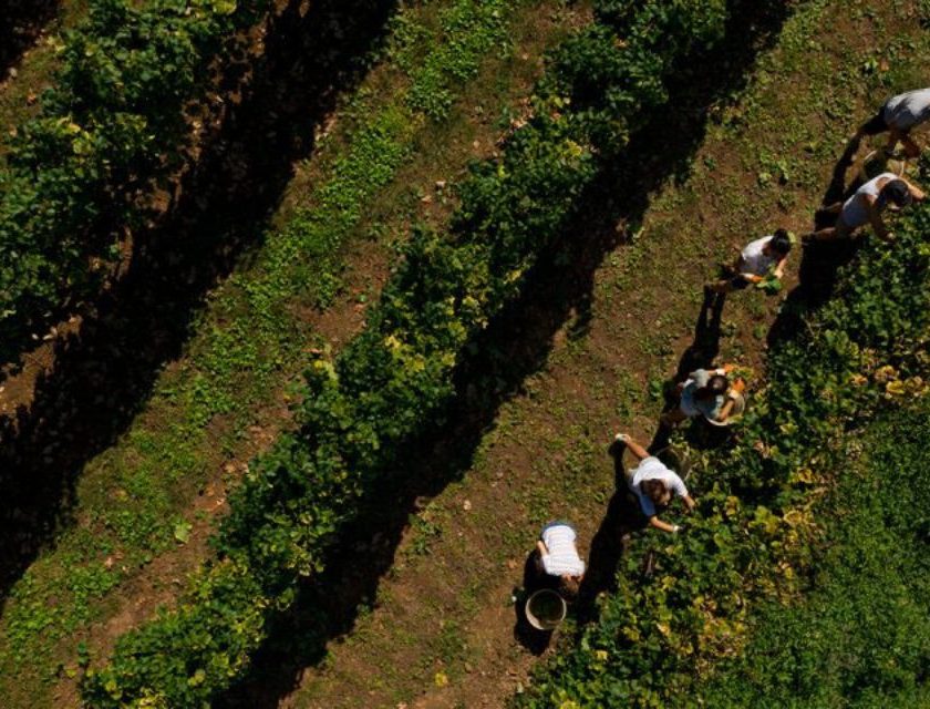 Terre d'Oltrepò a Collis Veneto Wine Group Confronto in Regione Lombardia chi è collis heritage e veneto wine group