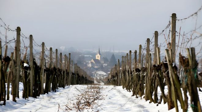 Migliori vini della Slovacchia 100+ punteggi Winemag tra Riesling, Grüner Veltliner e Frankovka score winemag davide bortone