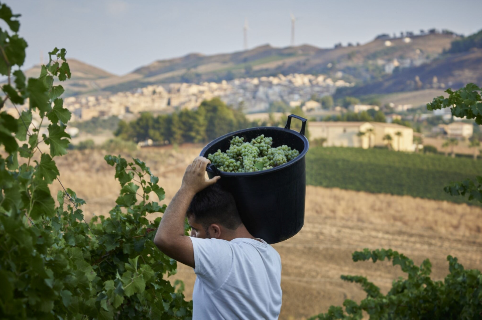 Sicilia Doc un'isola continente (e un laboratorio del vino) (1)
