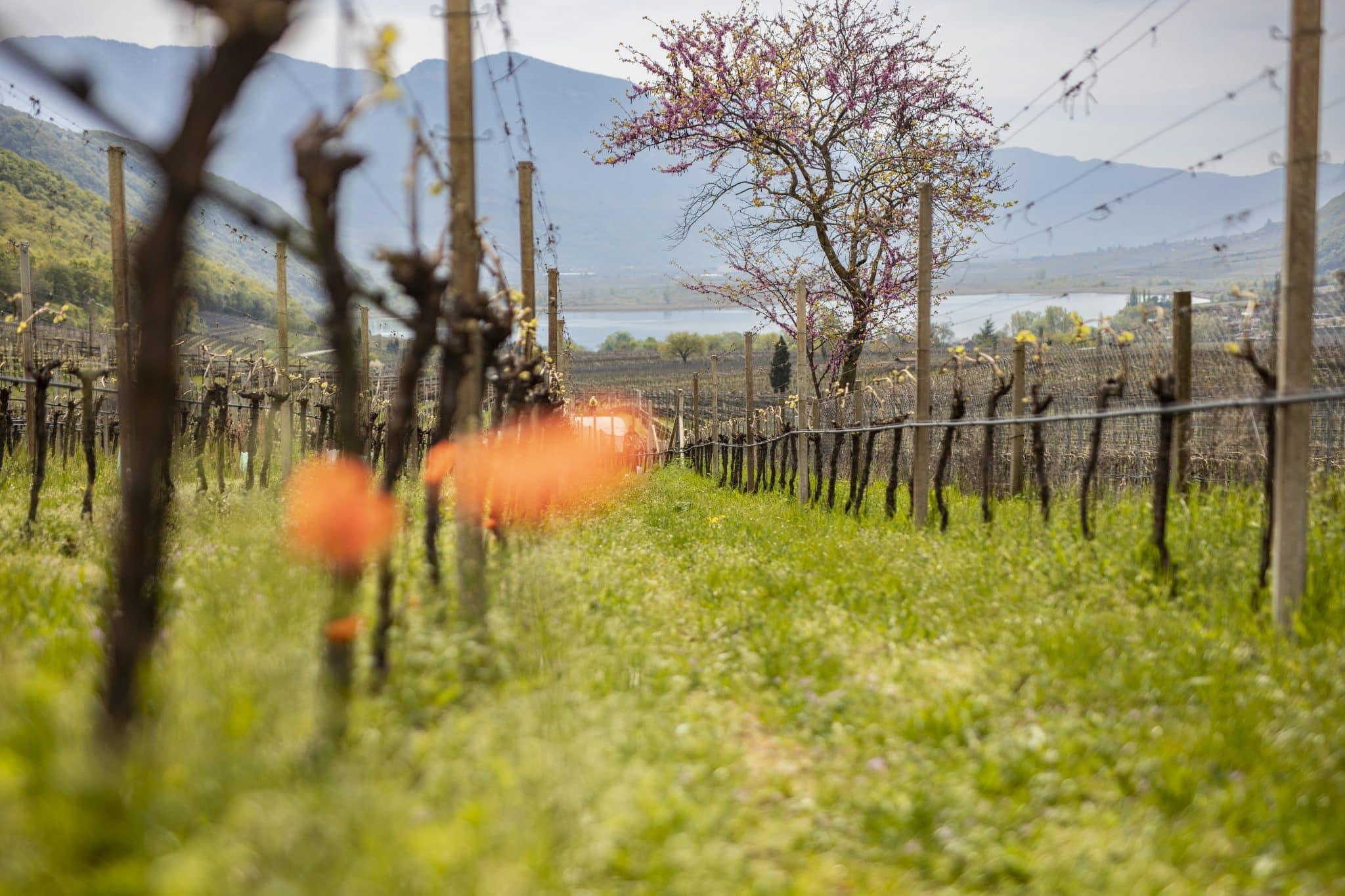 Anteprima Kalterersee beva e longevità della Schiava di Caldaro (1)