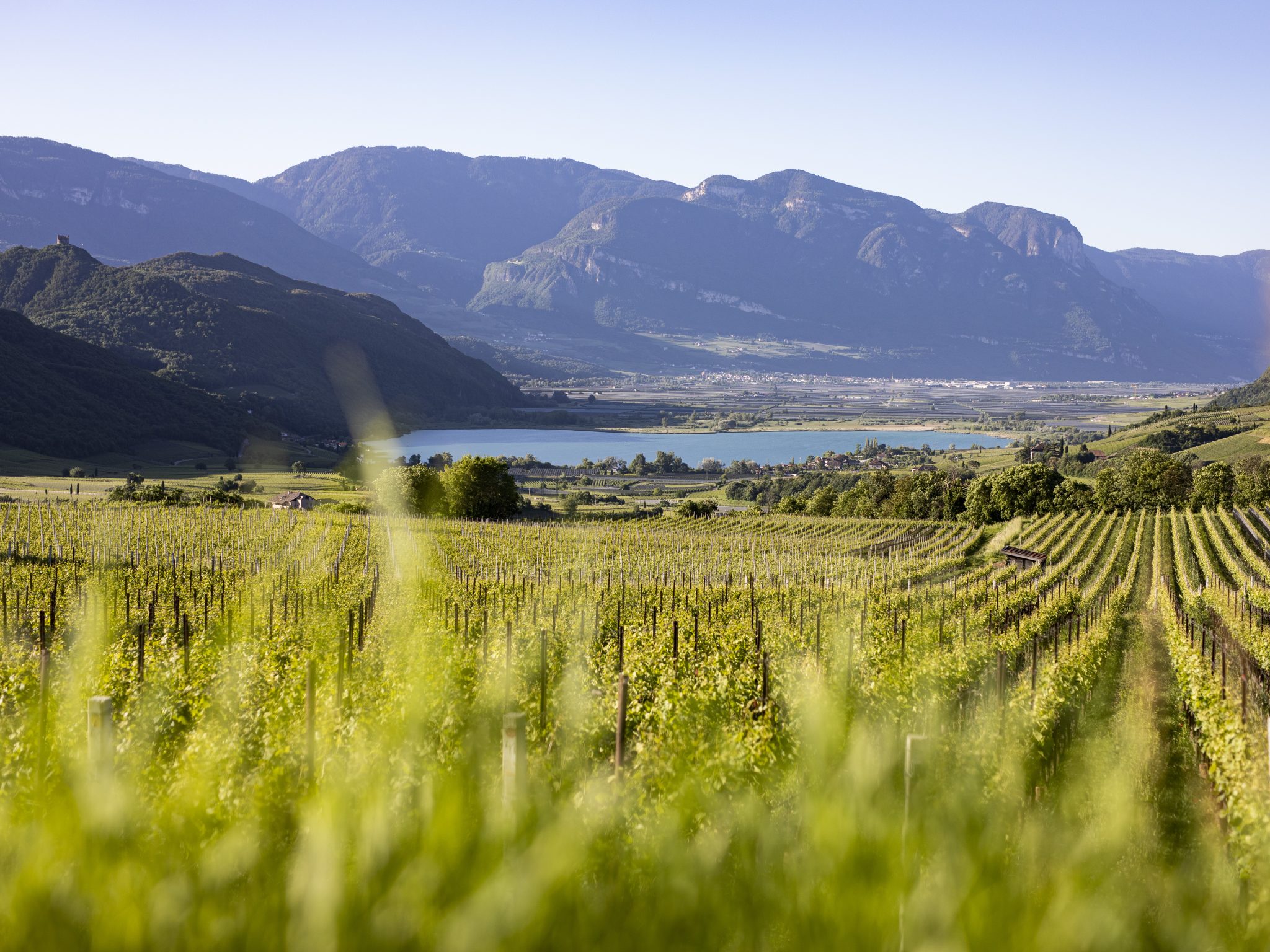Anteprima Kalterersee beva e longevità della Schiava di Caldaro (4)