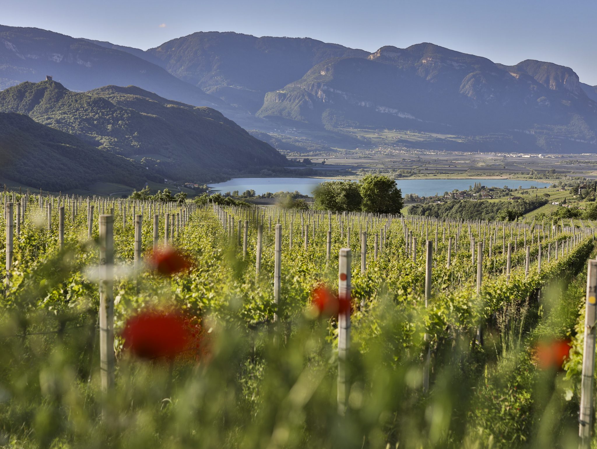Anteprima Kalterersee beva e longevità della Schiava di Caldaro (5)