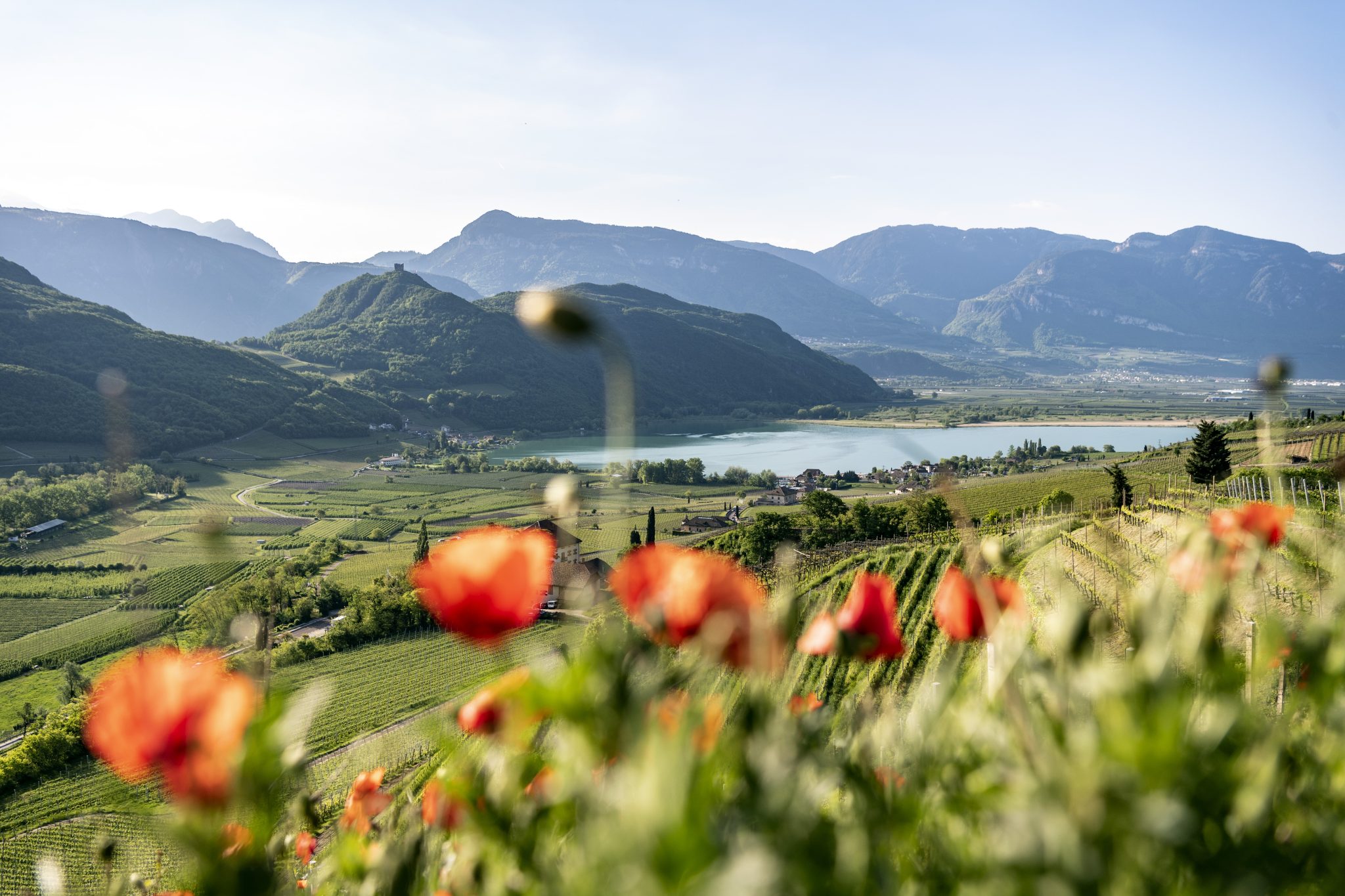 Anteprima Kalterersee beva e longevità della Schiava di Caldaro (7)