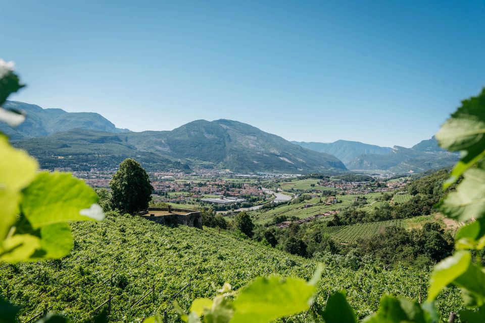 Letrari: 50 anni di storia, famiglia e TrentoDoc