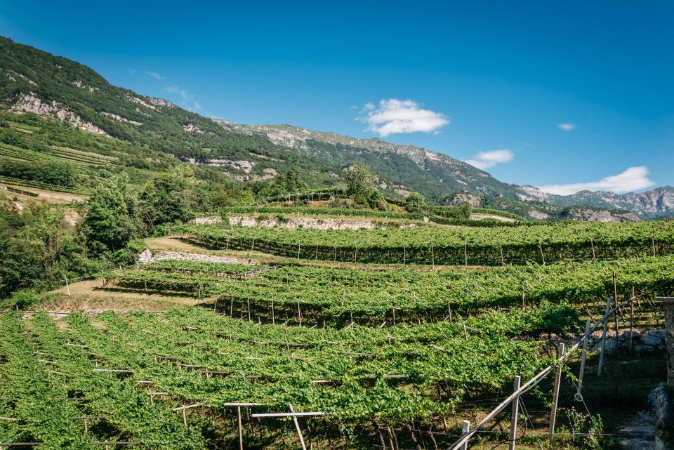 Letrari: 50 anni di storia, famiglia e TrentoDoc