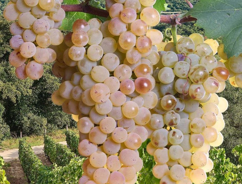Sardegna il Concorso del Vermentino 2026 torna a casa, in Gallura intervista mario bonamici