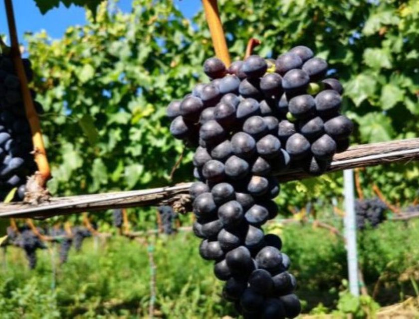 Sangiovese resistente a siccità e malattie dalla Toscana la prima pianta ottenuta con le Tea