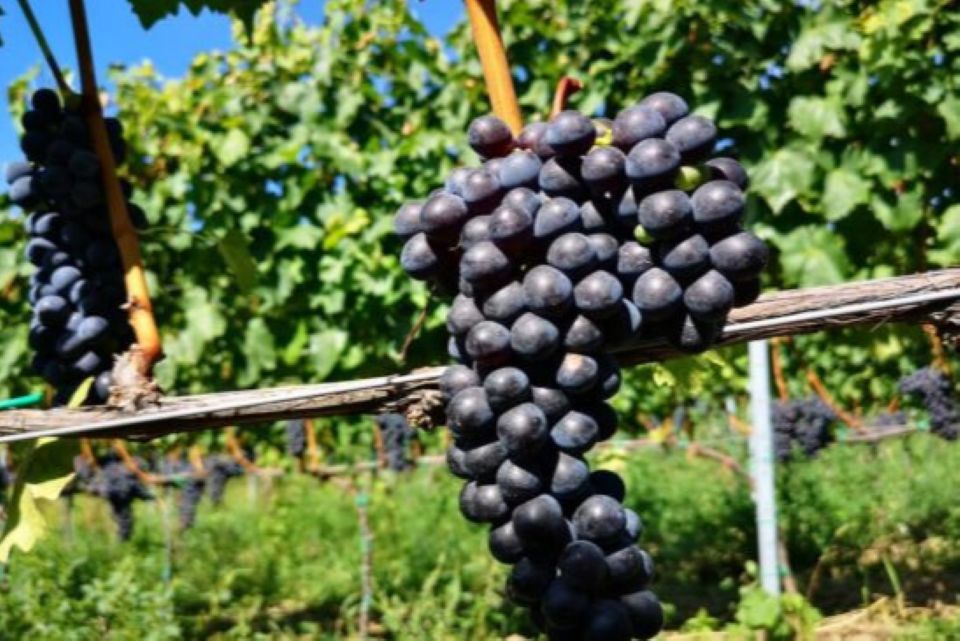Sangiovese resistente a siccità e malattie dalla Toscana la prima pianta ottenuta con le Tea