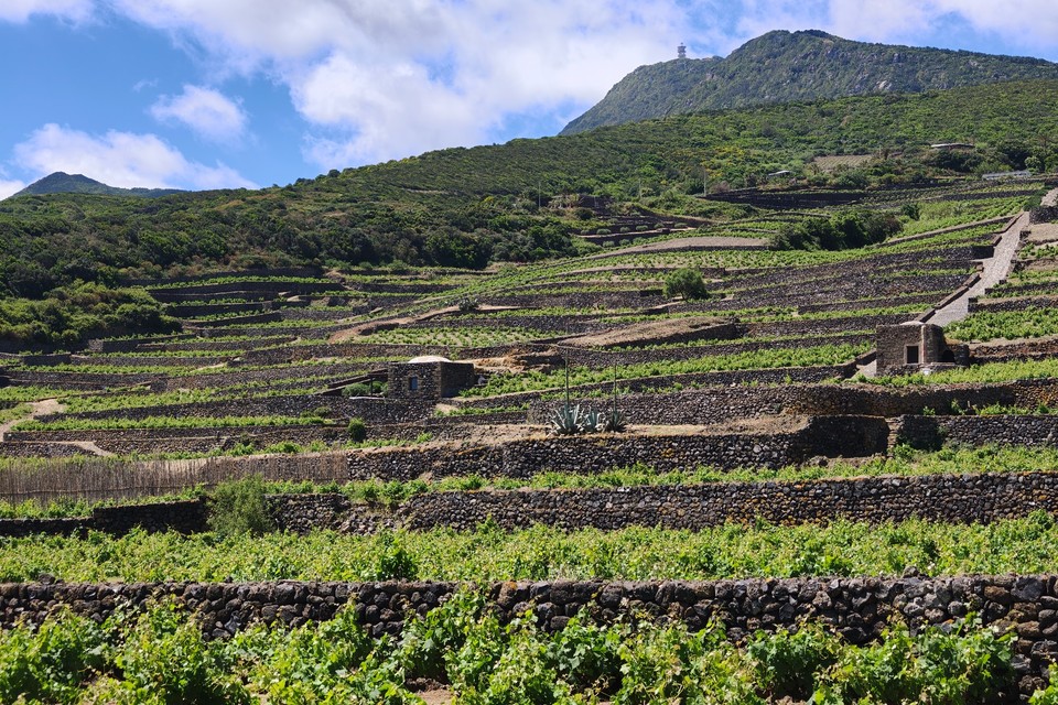 Ben Ryé Il Vino Passito di Pantelleria e i suoi nuovi abbinamenti due annate di Ben Ryé Donnafugata senza abbinarle al dolce passito di pantelleria 2013 2017 sicilia en primeur 2026 josè rallo (7)