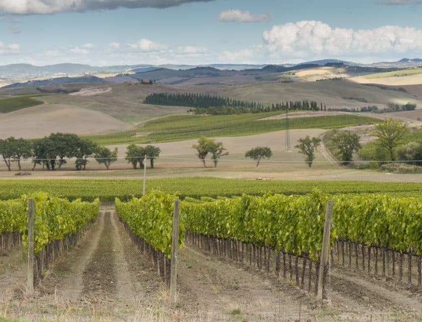 Brunello di Montalcino, confermata la riduzione delle rese per la vendemmia 2026