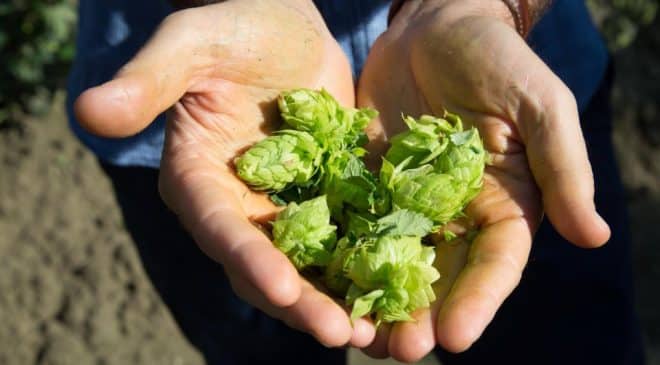 Carlsberg Italia presenta Brewing Tomorrow nuova strategia ESG verso il Net Zero entro il 2040