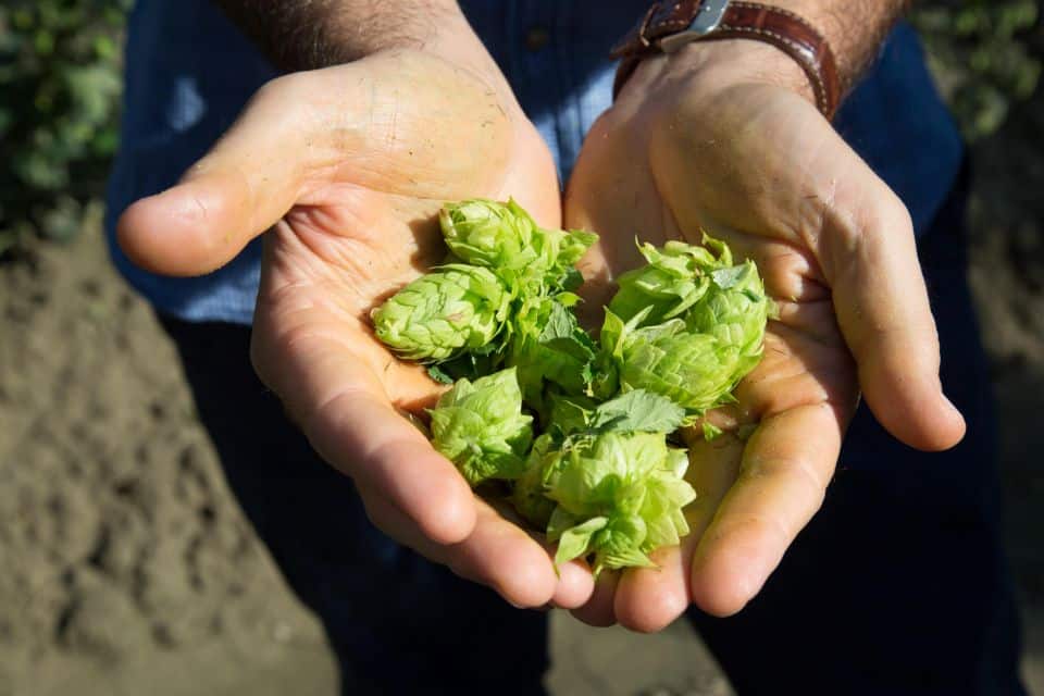 Carlsberg Italia presenta Brewing Tomorrow nuova strategia ESG verso il Net Zero entro il 2040