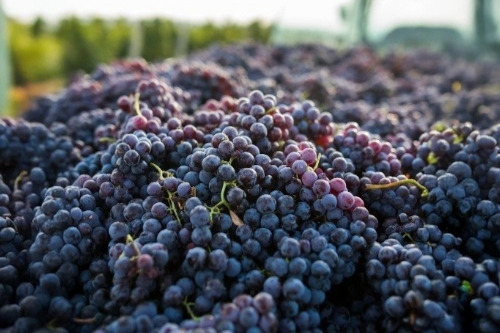 OIV nel 2025 calano produzione, consumi ed export mondiali di vino
