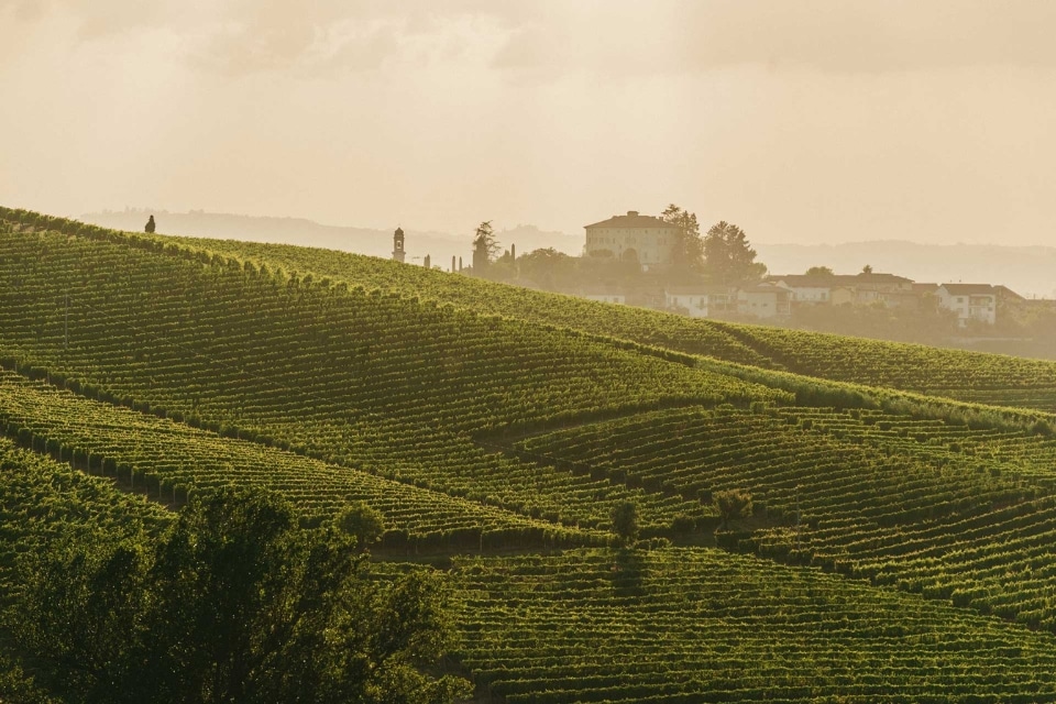 Asti Docg, proposta resa Moscato 85 quintali per ettaro e 15 di supero