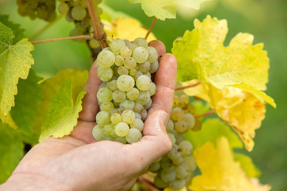 Brut Dargent la Jura tra Metodo Classico e spumanti analcolici (1)