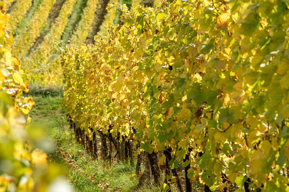Brut Dargent la Jura tra Metodo Classico e spumanti analcolici (2)