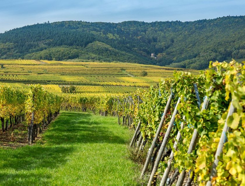 Brut Dargent la Jura tra Metodo Classico e spumanti analcolici (3)