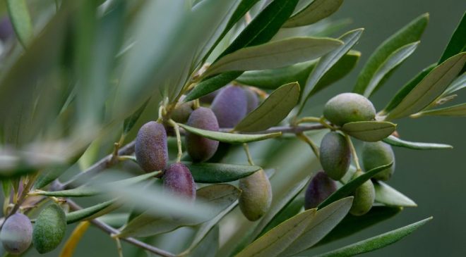 Crisi settore olivicolo italiano. Olio extravergine italiano, quotazioni a picco Confagricoltura, Unapol e Assofrantoi «Interventi urgenti»