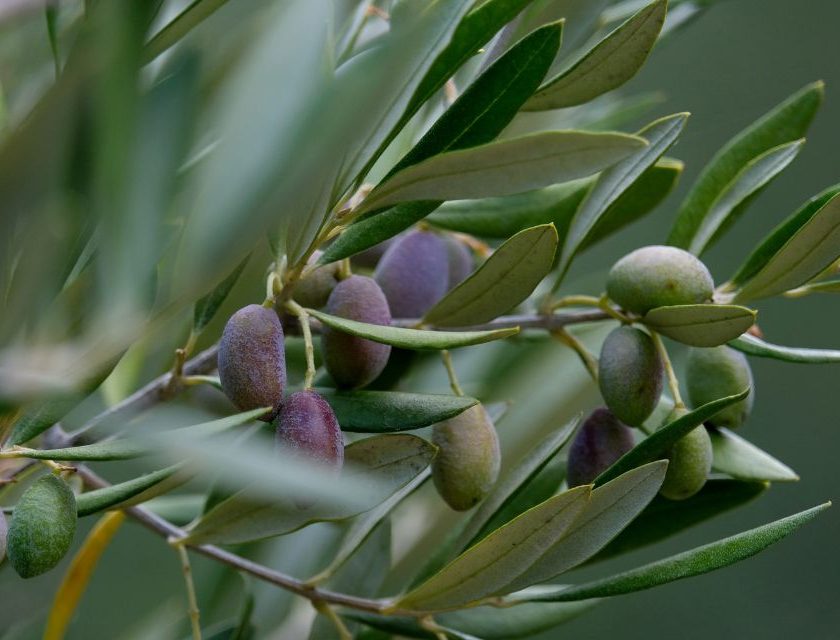 Crisi settore olivicolo italiano. Olio extravergine italiano, quotazioni a picco Confagricoltura, Unapol e Assofrantoi «Interventi urgenti»