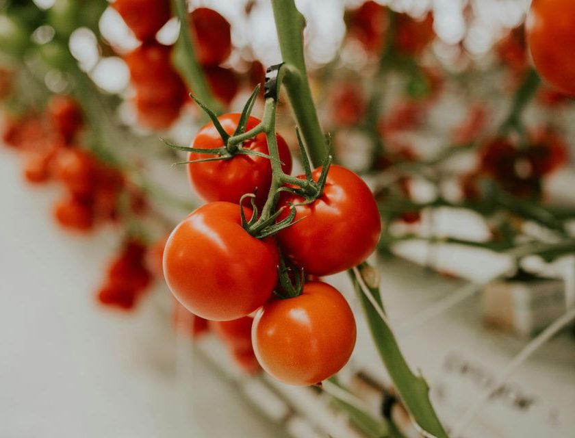 De Cecco acquisisce RossoGargano accordo vincolante per il controllo dell’intera filiera del pomodoro. Accordo vincolante con azienda Foggia