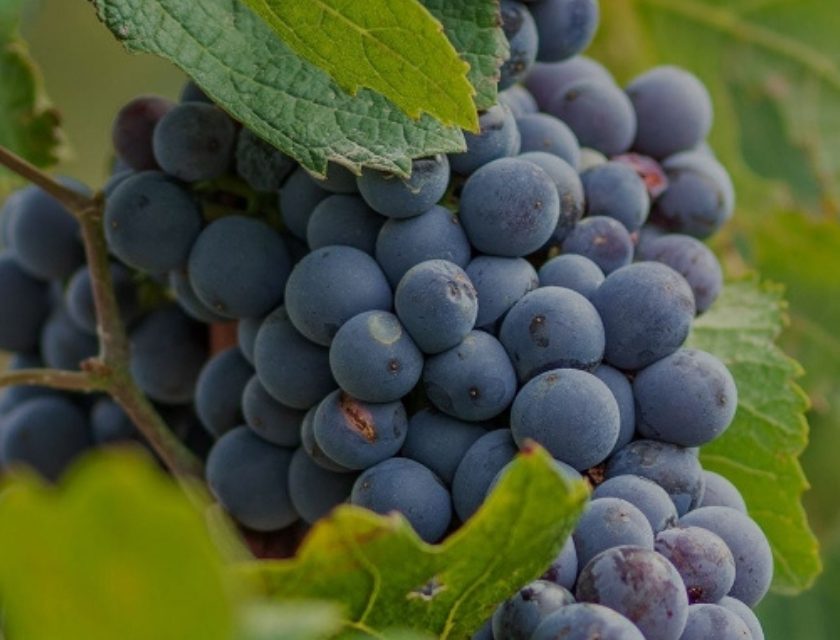 Langhe Nebbiolo e Barbera d Alba, il Consorzio taglia le rese 2026 del 10% intervista presidente sergio germano