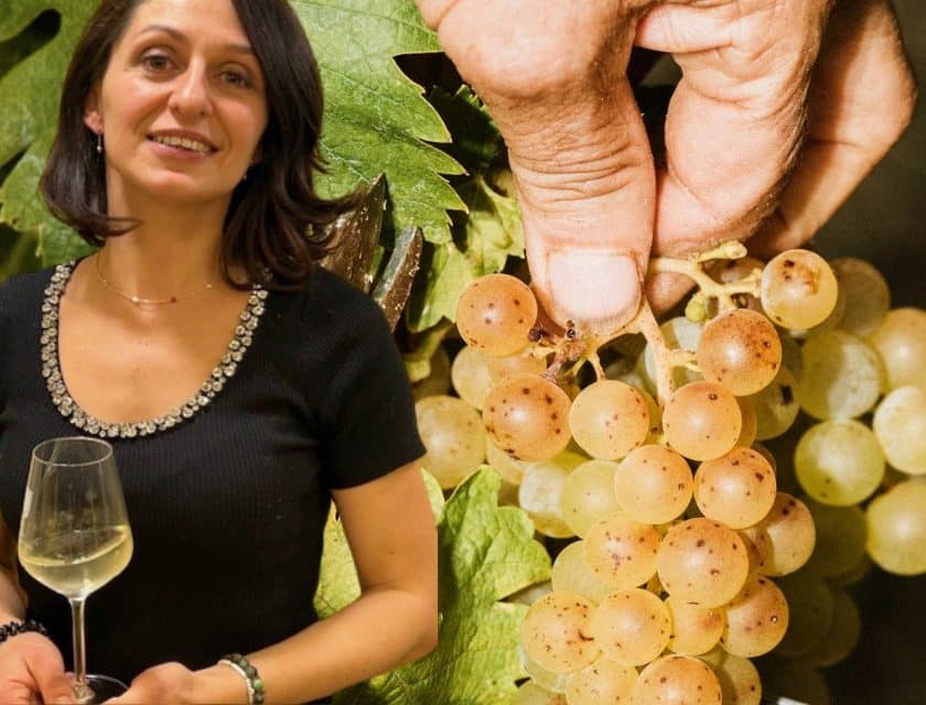 Resa del Moscato vendemmia 2026 Coldiretti si oppone ai tagli
