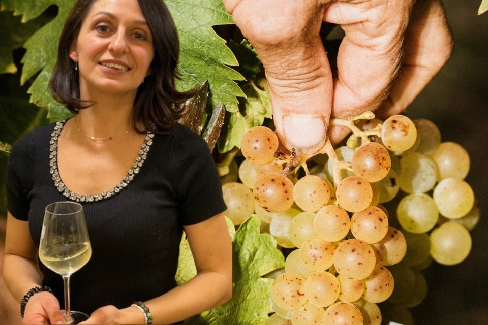 Resa del Moscato vendemmia 2026 Coldiretti si oppone ai tagli