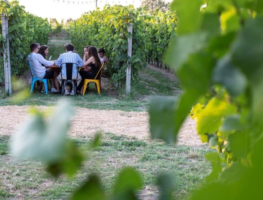 Serprino Festival 2026, fino al 6 luglio vino, cultura e territorio nei Colli Euganei