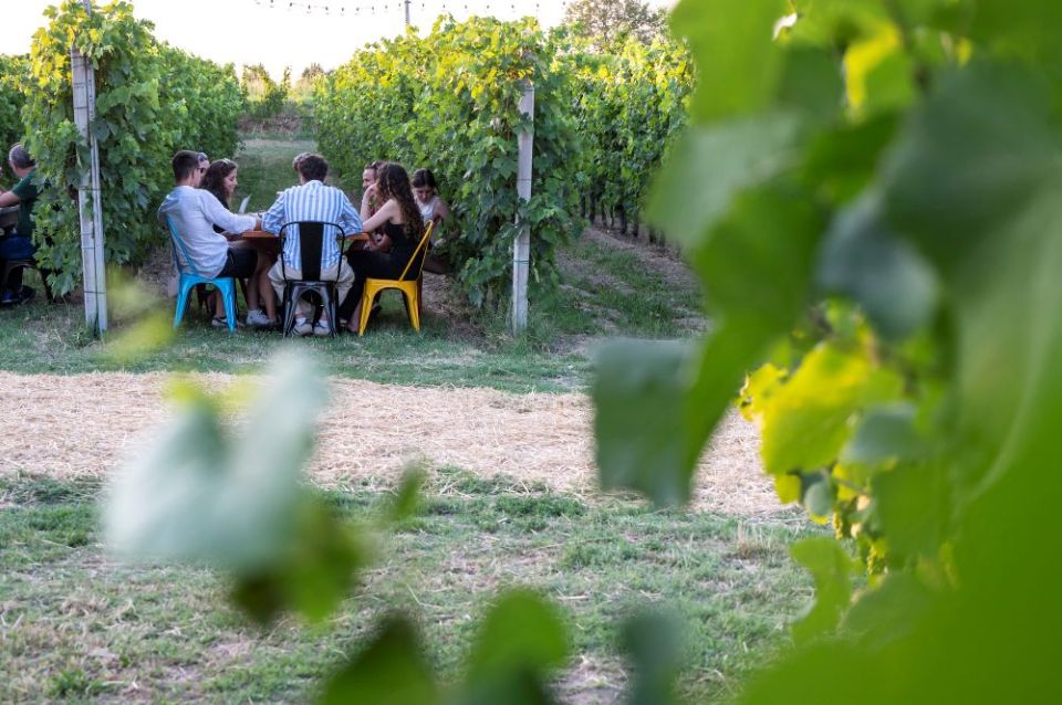 Serprino Festival 2026, fino al 6 luglio vino, cultura e territorio nei Colli Euganei