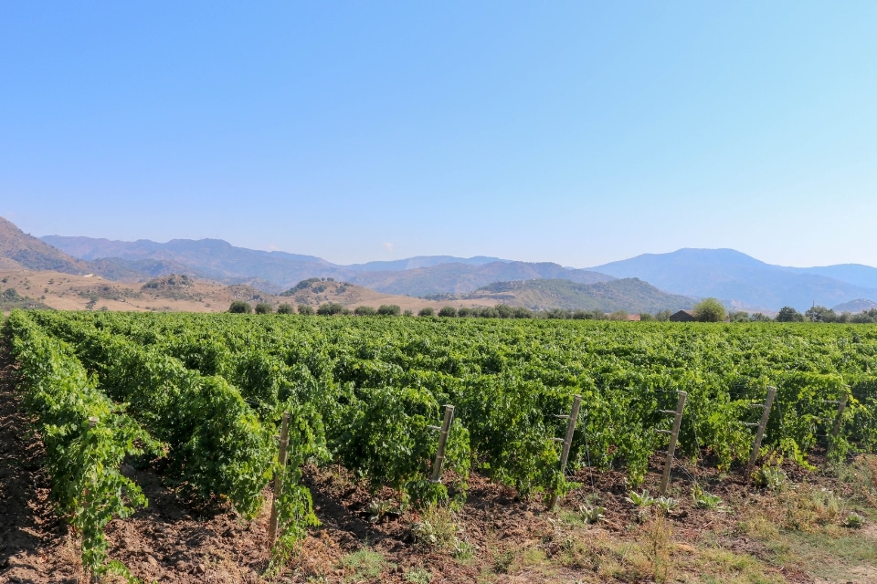 Tenuta Etna Nord, il nuovo volto del vulcano (2)